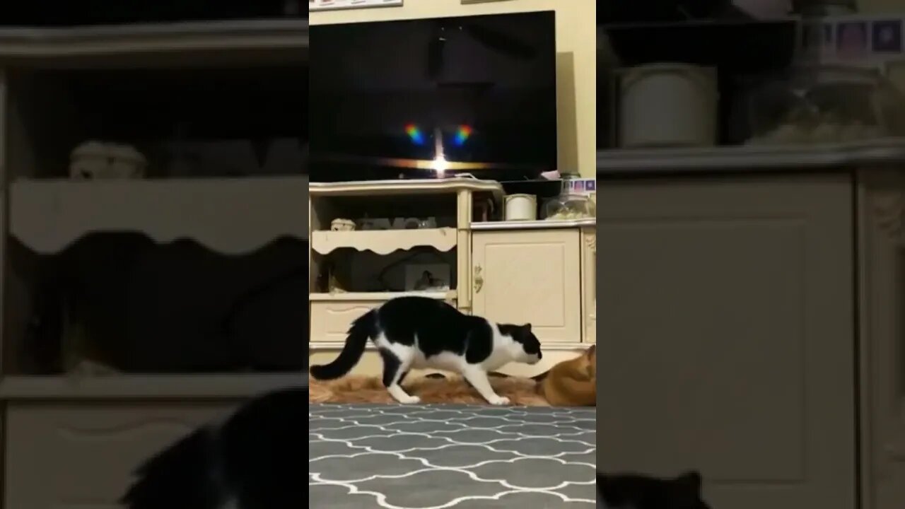 Funny Cat Fails 2022 |TRY NOT TO LAUGH WATCHING FUNNY ANIMAL FAILS VIDEOS 2021