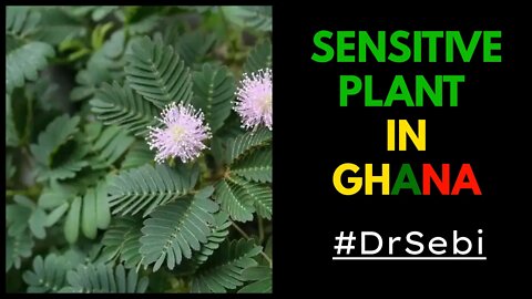 SPOTTED SENSITIVE PLANT IN GHANA - #DrSebiApproved