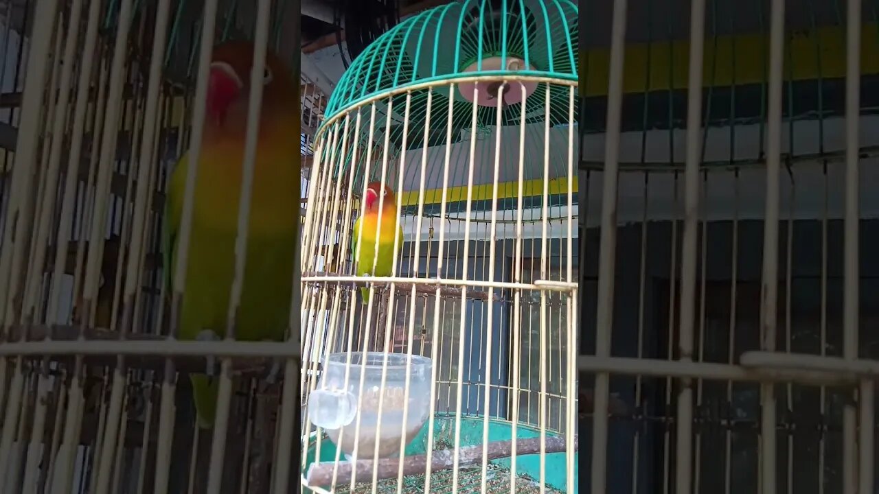 burung lovebird gacor