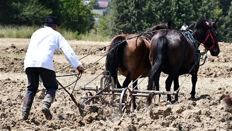 Natjecanje orača Požeško-slavonske županije