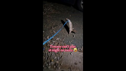 Ferret Walk..With tommy #Ferret