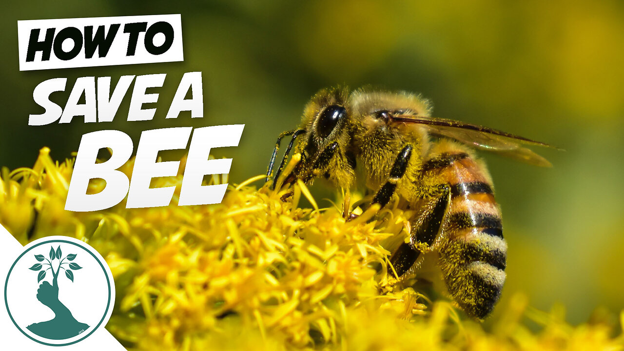 How to Save A Bee with Sugar Water - How to Save a Bee's Life