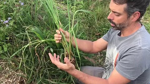 O que a agrofloresta e a pecuária regenerativa tem em comum?