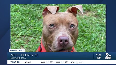 Febrezio the dog is up for adoption at the Maryland SPCA