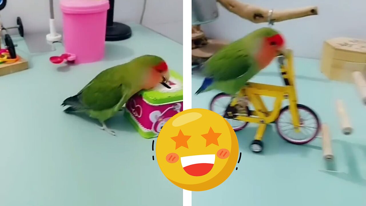 Funny: trained parrot