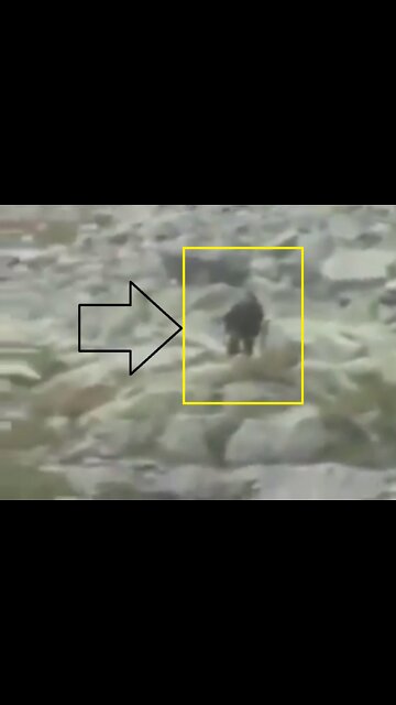 BIGFOOT filmed in Tatra Mountains Poland during early 1990s?!?!?!