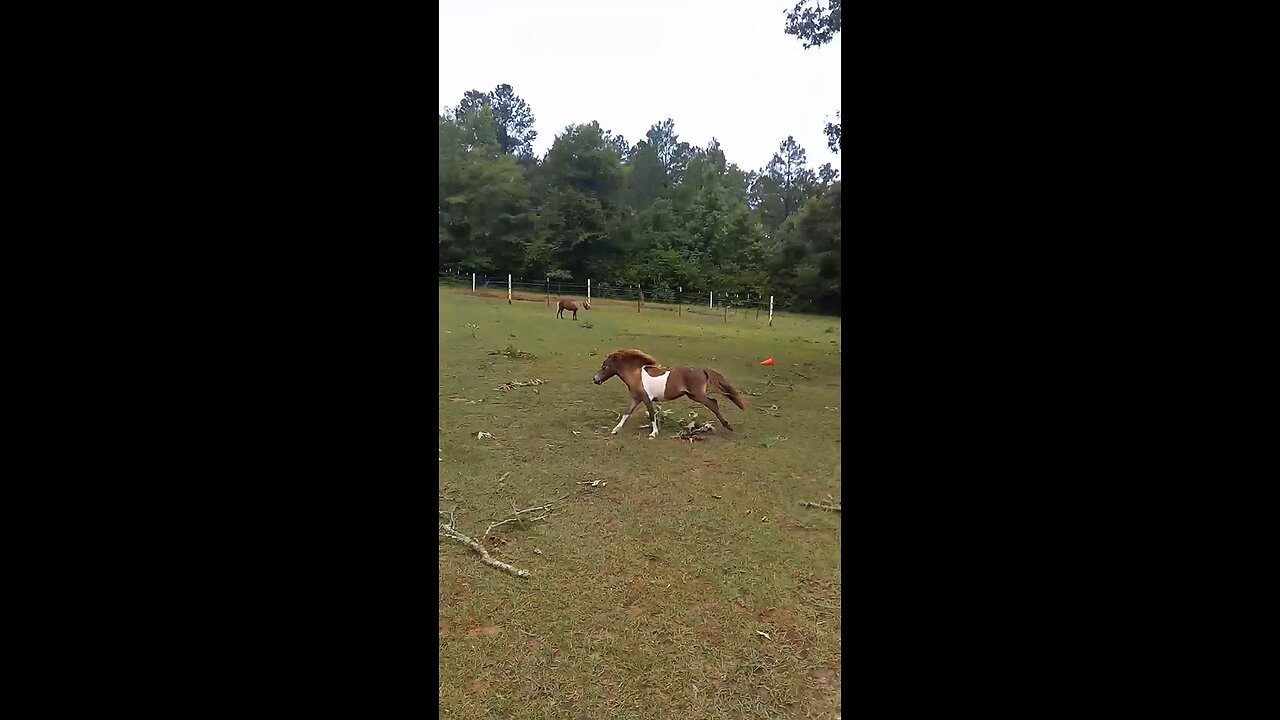 Happy Mini Horse