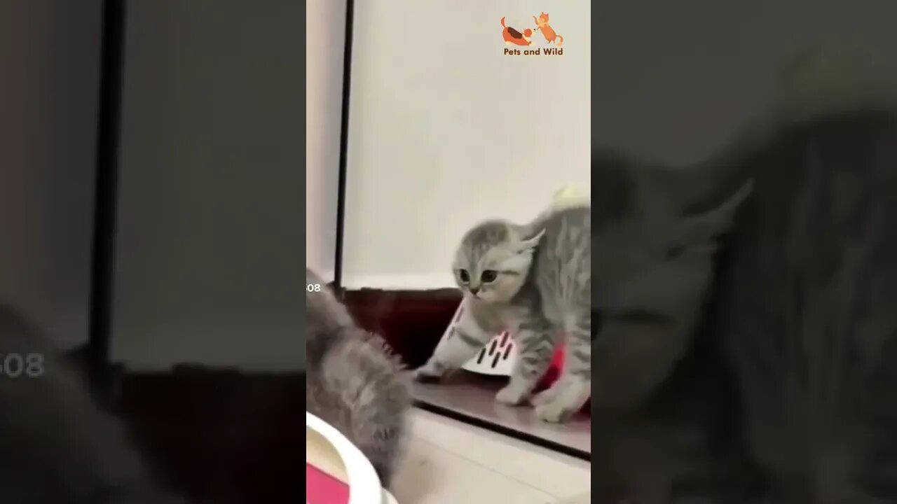 😹Cat VS mirror very funny #funnyvideo #petsandwild