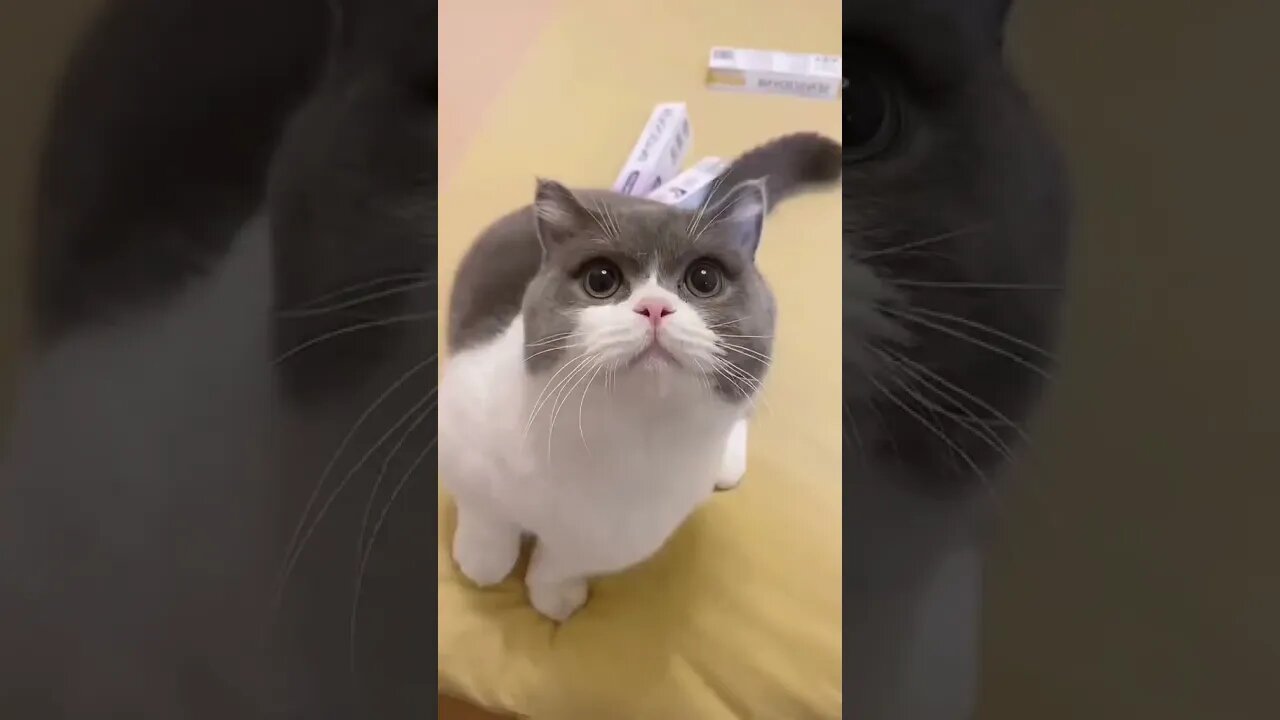 Cute Cats #cat #catsoftiktok #kucing #kucinglucu #kucingtiktok #cute #shorts
