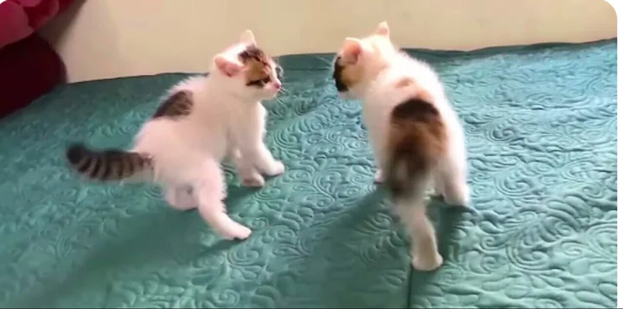 funny cat video