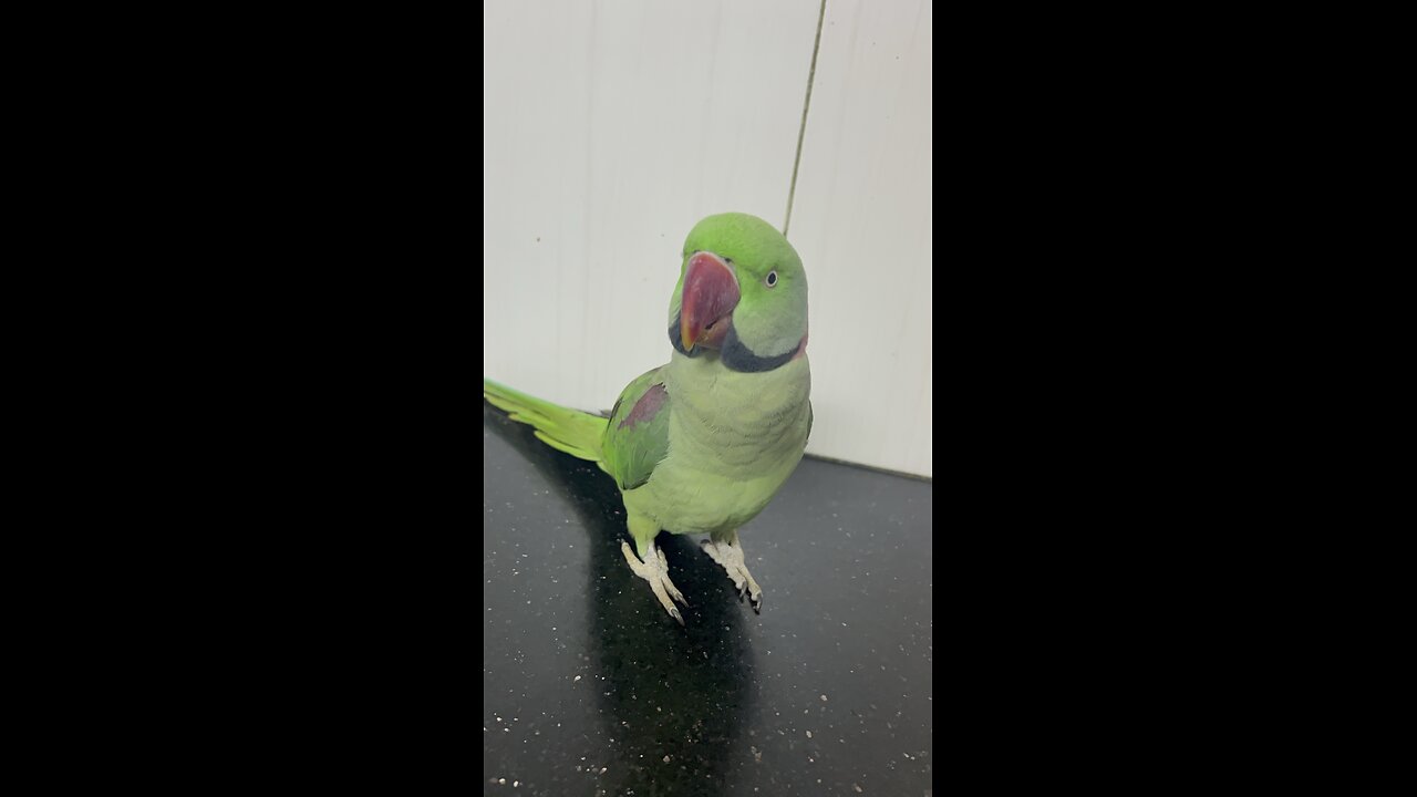 Cute parrot