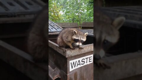 Raccoons stuck inside garbage bin