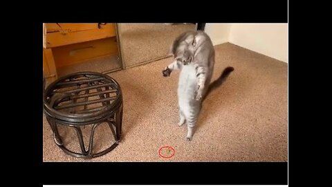 Best Funny Cats And Dogs Videos Of 2024