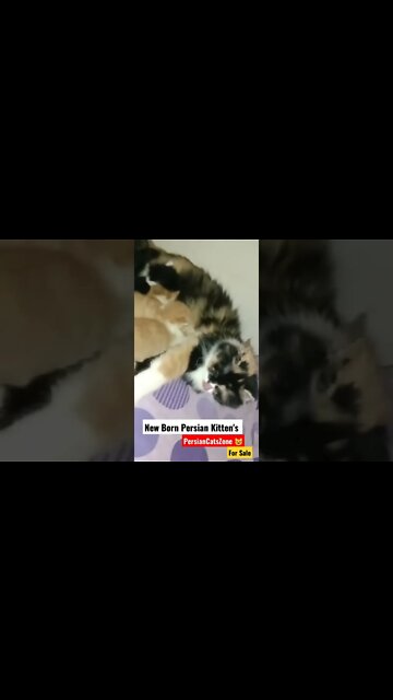 New Born Kittens 😺 #persiancats #bornbaby #kittens #cats #youtubeshorts #cutecat #PersianCatsZone
