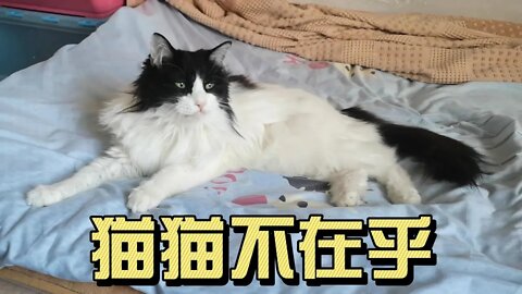 郑州封城下 12岁的猫猫 啥也不在乎