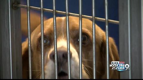 PACC offering free adoptions this weekend to ease overcrowding