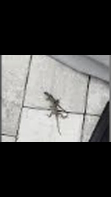 Spring is Springing! Gecko on Gecko Action Before They Hid.....