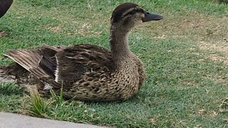 Ducks and Pigeons - Woodlands Mall, Texas