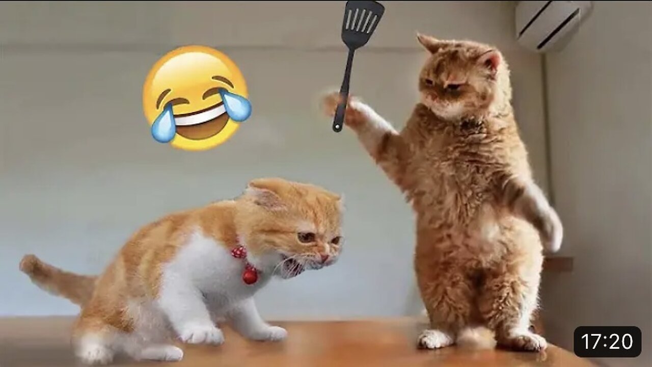 Funny cats and dogs videos 😂