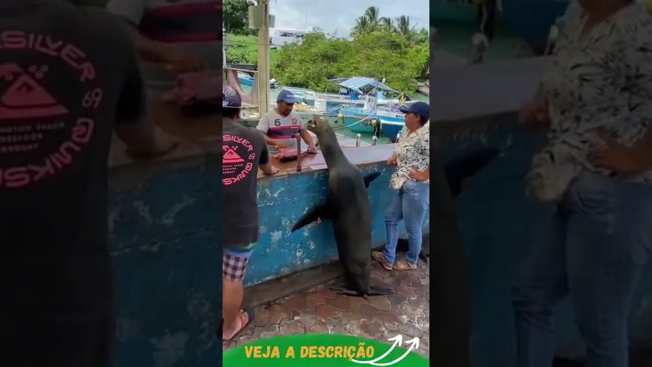 LEÃO MARINHO NO ALMOÇO #shorts