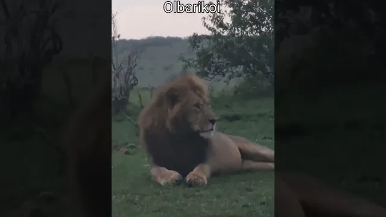 Maasai Mara Sightings Today 29/01/22 (Lions, Cheetah, Hyena, etc) | Zebra Plains | #shorts
