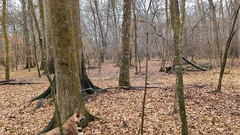 Hiking the rainy forest with corgis