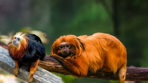Baby archie the golden lion tamarin monkey