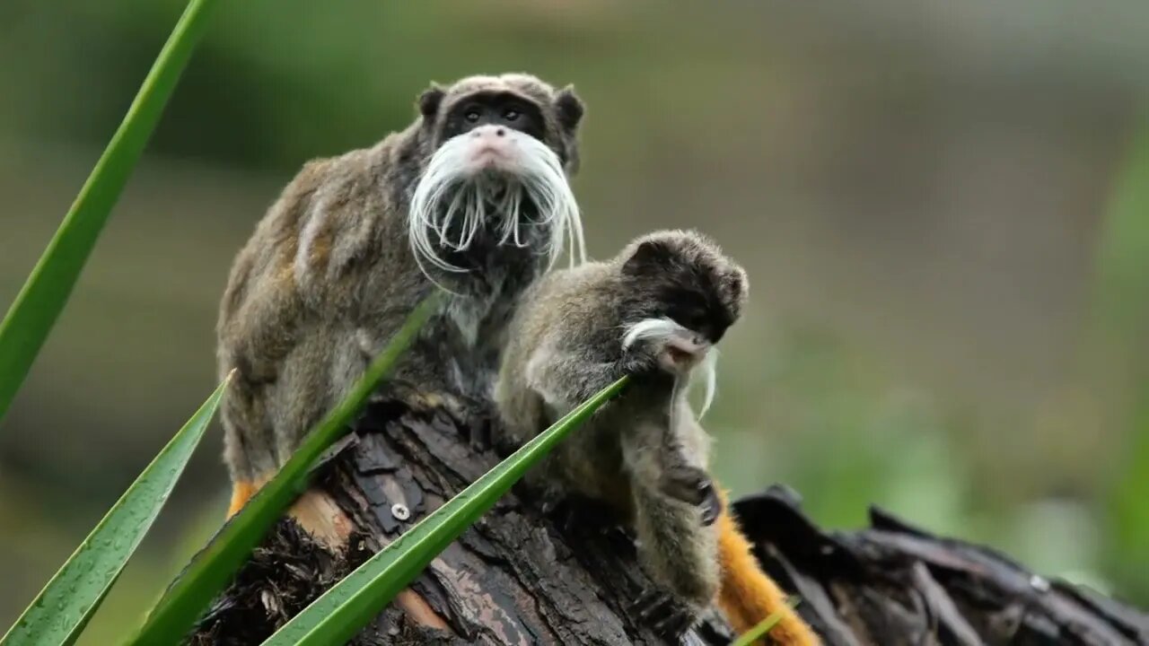 Emperor Tamarin with his juvenile playing on a branch saguinus imperator Martinique zoo