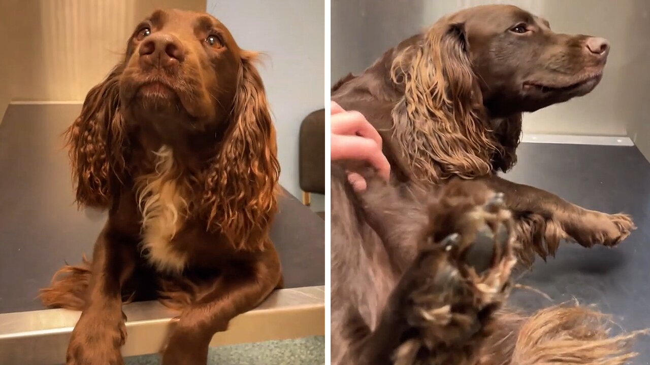 Cocker Spaniel Loves Being On The Vet Table Like A Champ