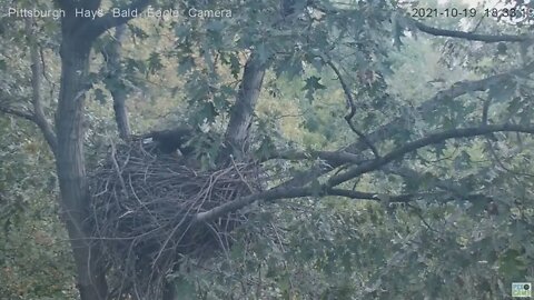 Hays Mom and Dad both fly off after nest visit 2021 10 19 18 33 57 965