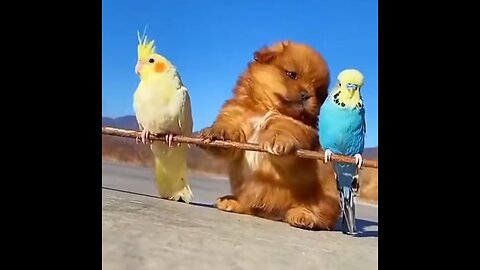 Cute baby dog with birds 🤭| Cute baby animals Videos Compilation cute moment