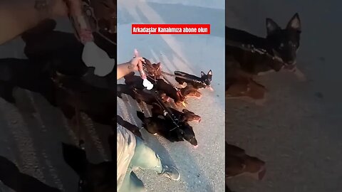 kurban bayramı mübarek olsun