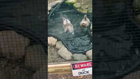 Duck Bath Time!