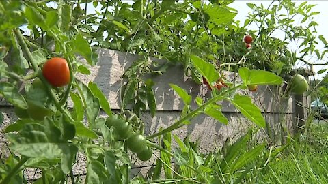 Community garden at Akron school teaching kids about healthy eating