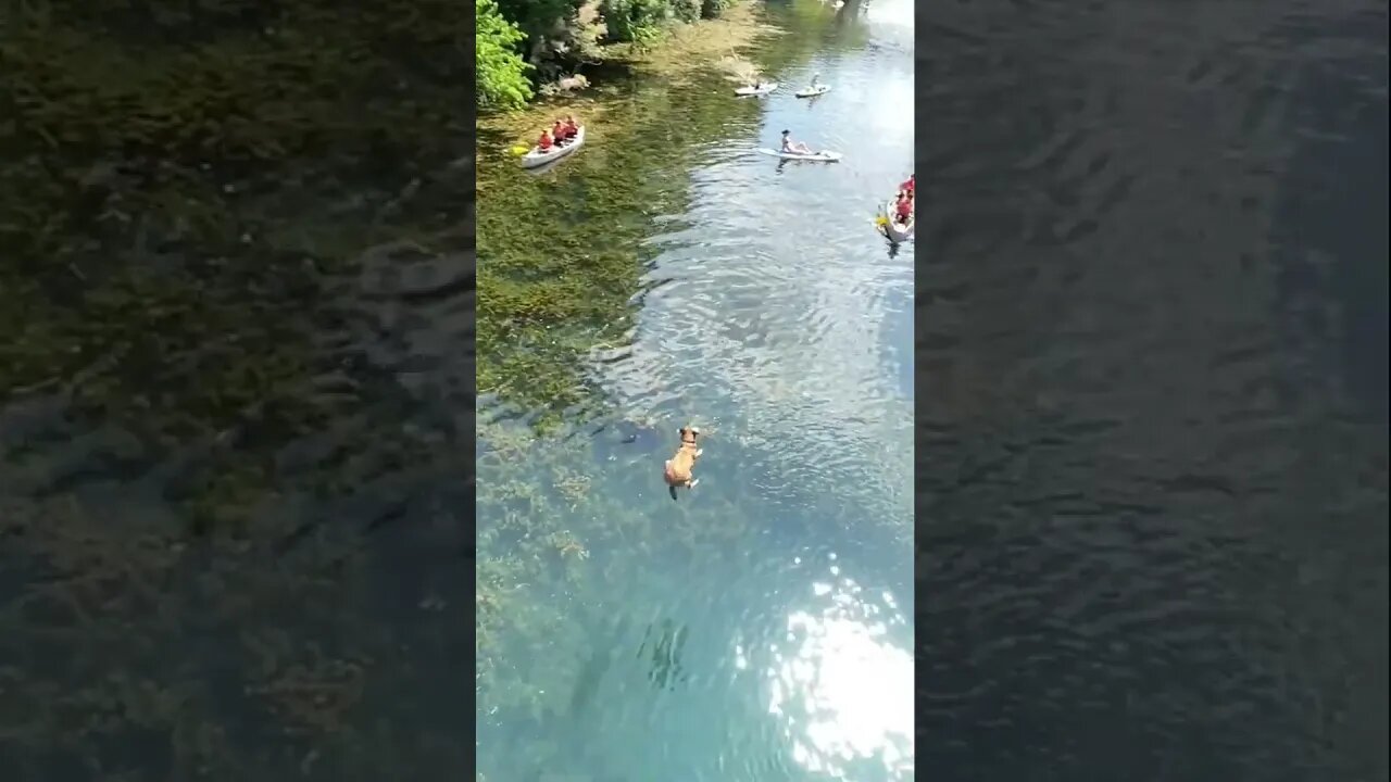 Epic bridge jumping dog !