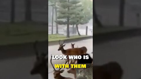 Deer And Humans Take Shelter! #shorts #funny #cute