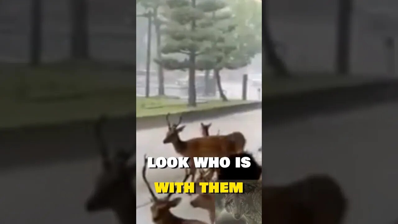 Deer And Humans Take Shelter! #shorts #funny #cute