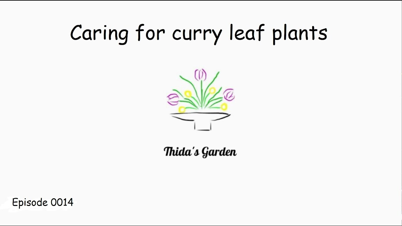 Caring for Curry Leaf plants