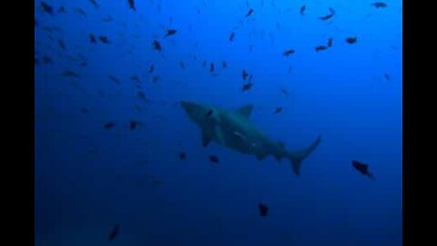 Pescador é cercado por dezenas de tubarões na Austrália