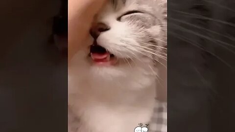 Cat want to be Loved #cutecats #petvideos #bestcatschannel