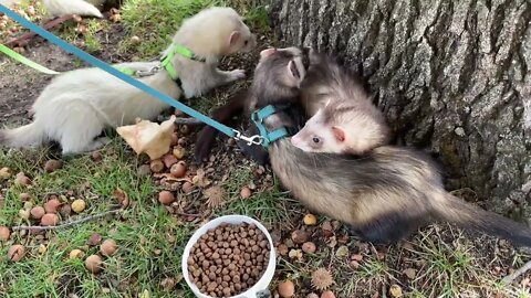 Ferret & Friends