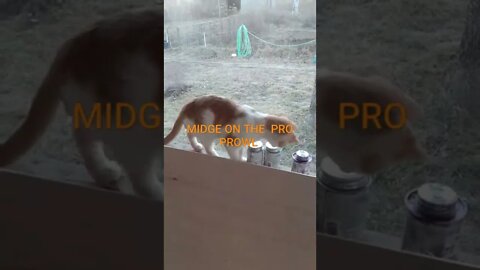 It's a Kitty's Life