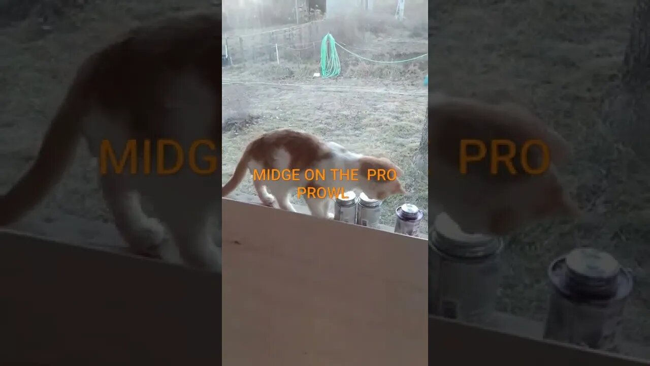 It's a Kitty's Life
