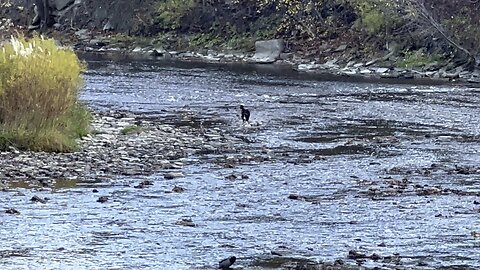 Doggy enjoying an autumn dip in Humber River