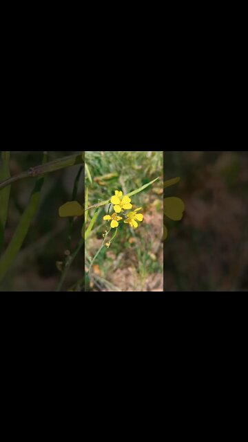 bb 🤣 #youtubeshorts #shorts #youtube #shortvideo #shortyoutube