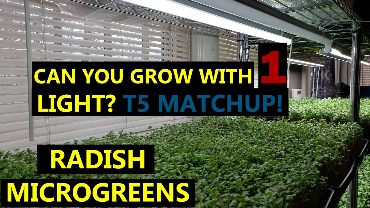 Do You Really Need Two Lights to Grow Microgreens? Let's Find Out! T5 FACEOFF with Radish