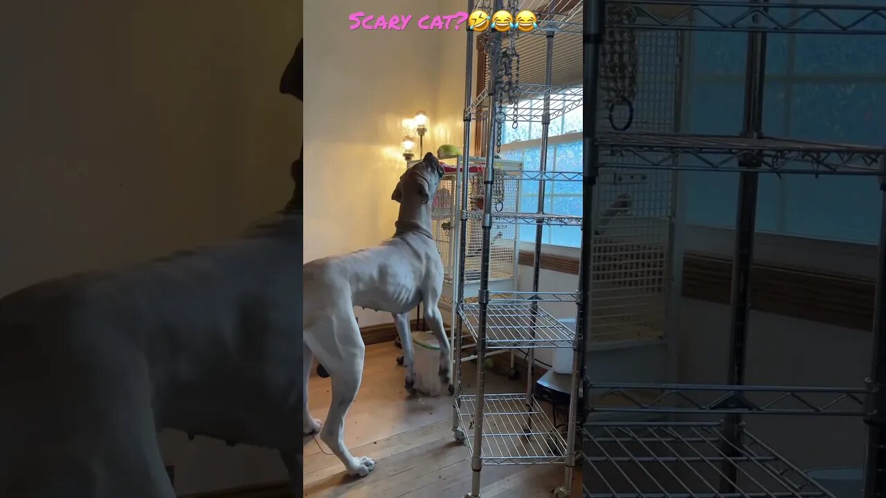Gertrude is scared of Harlow?😂🤣 #shortsvideo #like #love #subscribe #happy #shortvideo #dog #kids