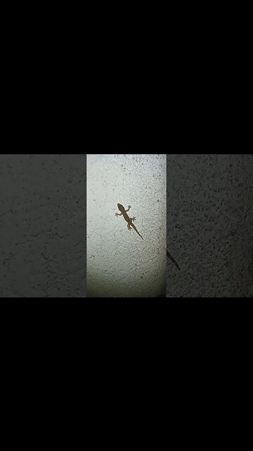 Gecko in the night 😀