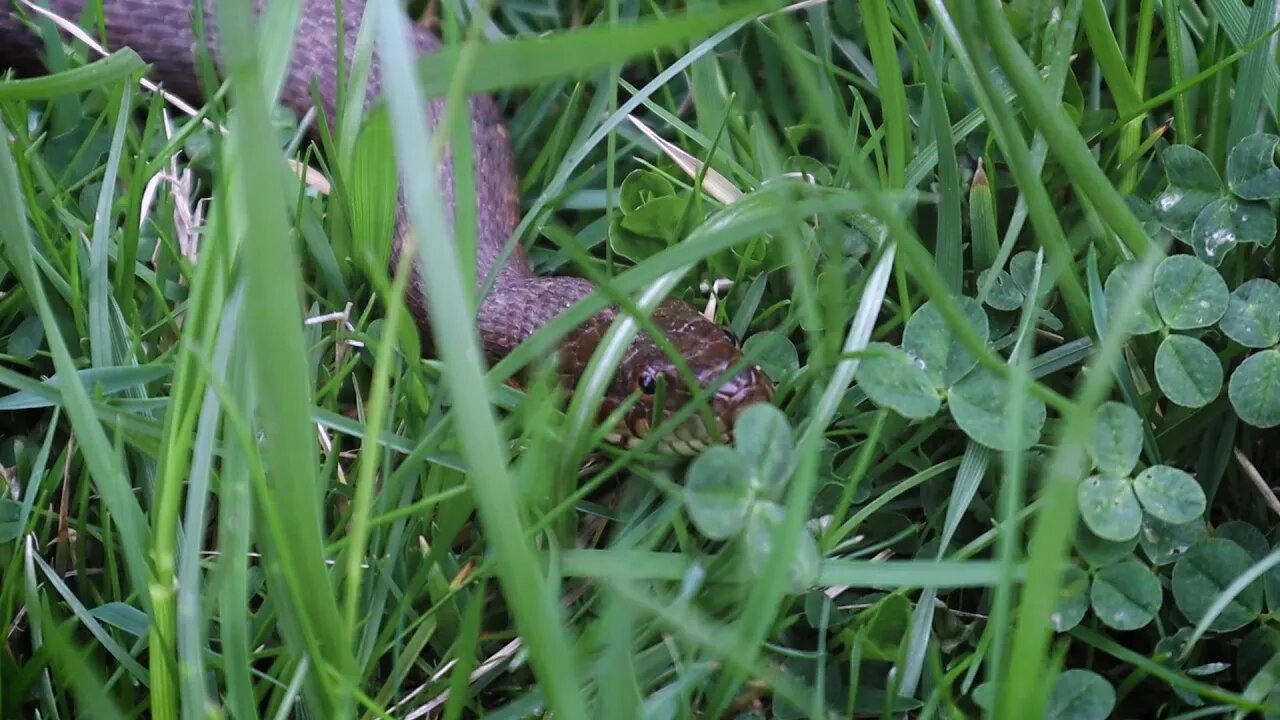 🐍 Spring Snake 🐍