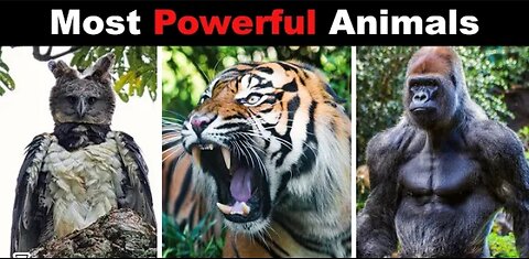 The most powerful animals in the world 💪